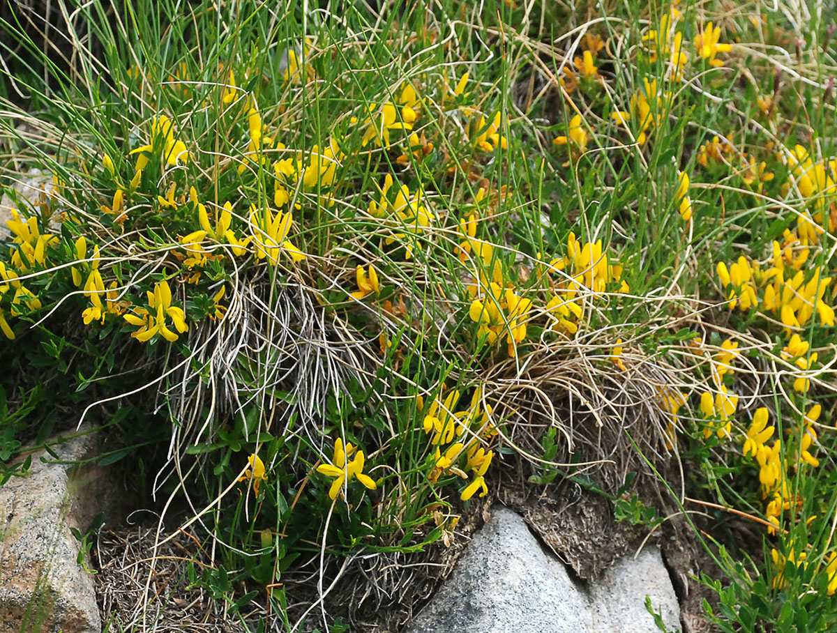 Image of genus Genista specimen.