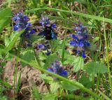 Ajuga genevensis. Цветущие растения на лугу (кормится и опыляет пчела-плотник из рода Xylocopa). Северная Осетия, север Осетинской равнины, правобережье р. Урсдон. 09.05.2010.