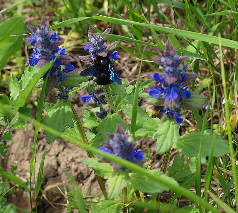 Изображение особи Ajuga genevensis.