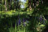 Ajuga reptans