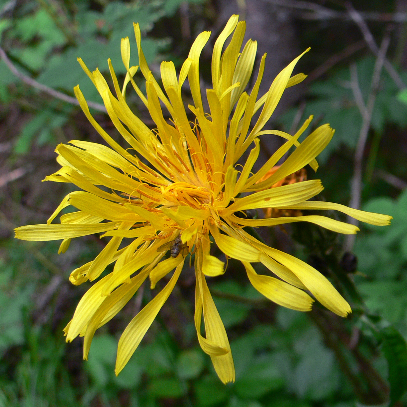 Image of Crepis sibirica specimen.