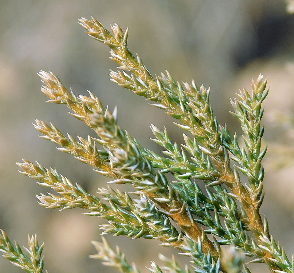 Image of Juniperus foetidissima specimen.