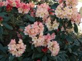 genus Rhododendron. Ветви цветущего растения. Крым, Южный Берег, Партенит, парк ЛОК \"Айвазовское\". 30.04.2018.