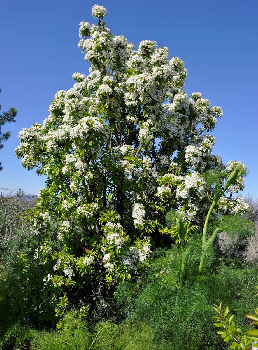 Image of Pyrus syriaca specimen.