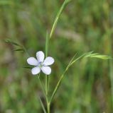 Linum bienne. Верхушка цветущего растения. Республика Кипр, Троодос (Τρόοδος), окр. с. Хандрия (Χανδριά), 1250 м н.у.м., обочина дороги. 30.04.2019.