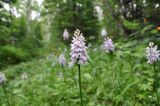 Dactylorhiza fuchsii