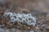 Paronychia capitata. Цветущие растения. Испания, Каталония, провинция Жирона, комарка Альт-Эмпорда, окр. г. Фигерас, крепостной вал, каменистый грунт. 31.03.2019.