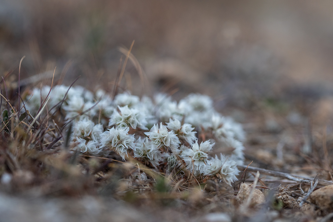 Изображение особи Paronychia capitata.