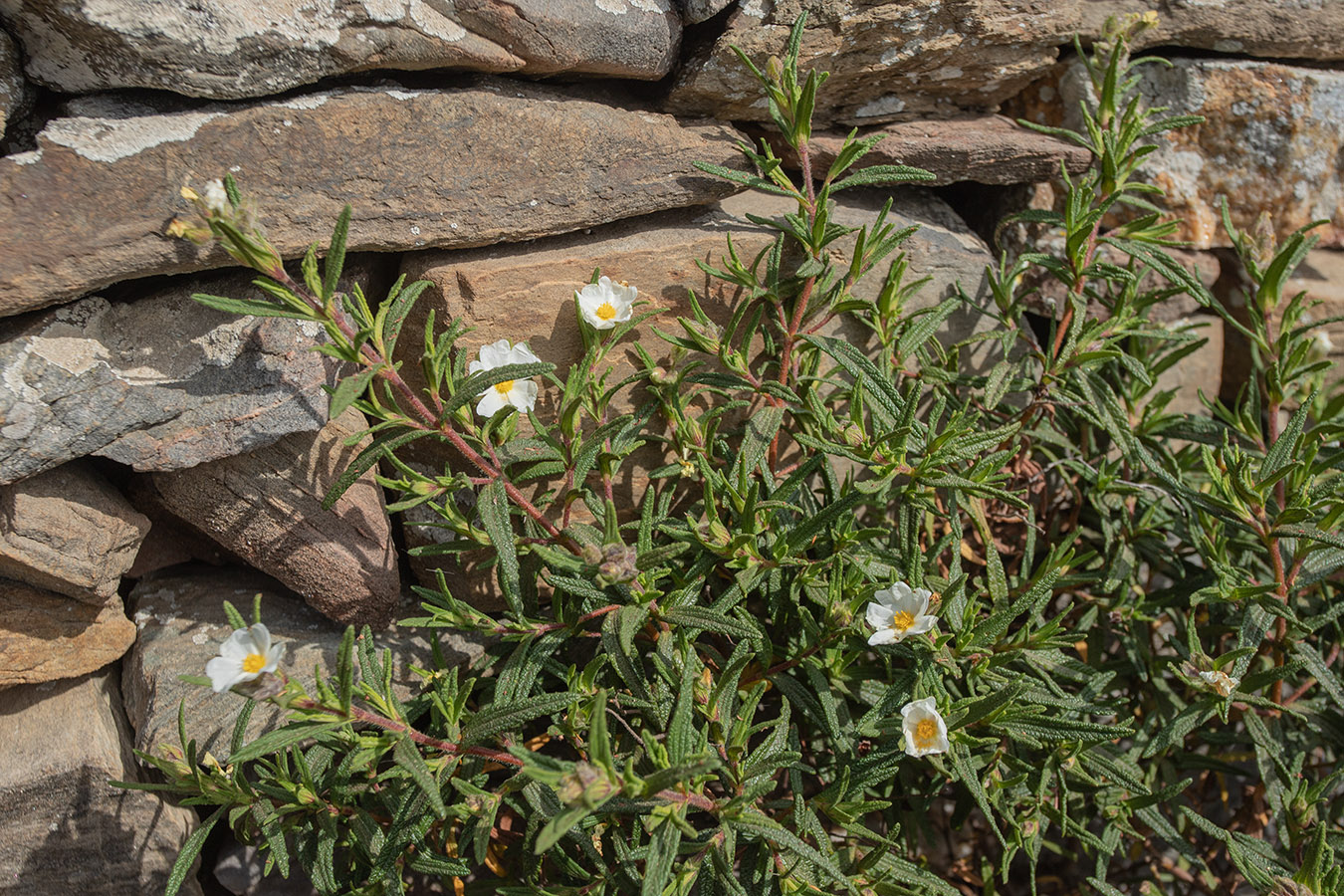 Изображение особи Cistus monspeliensis.