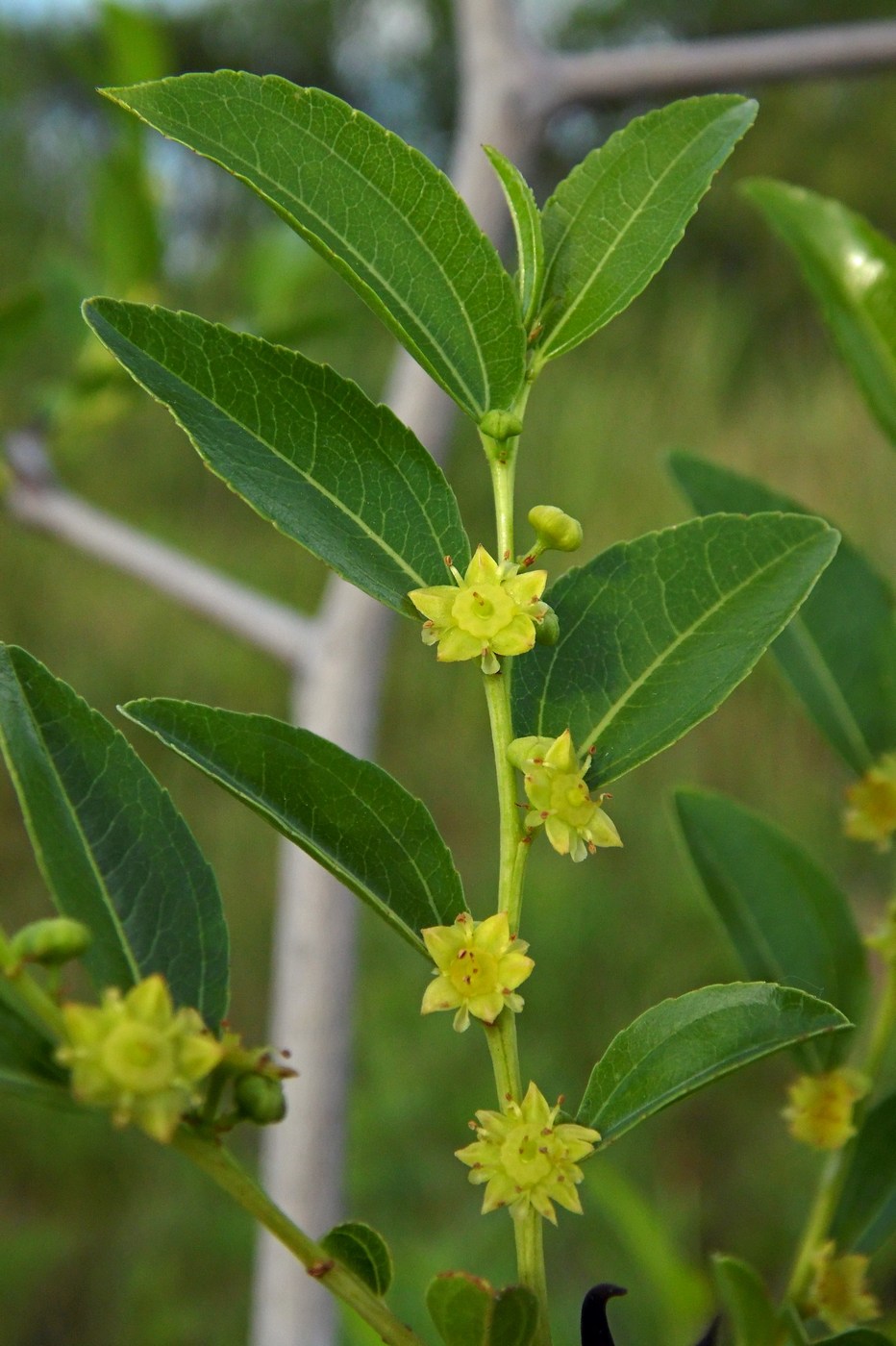 Image of Ziziphus jujuba specimen.