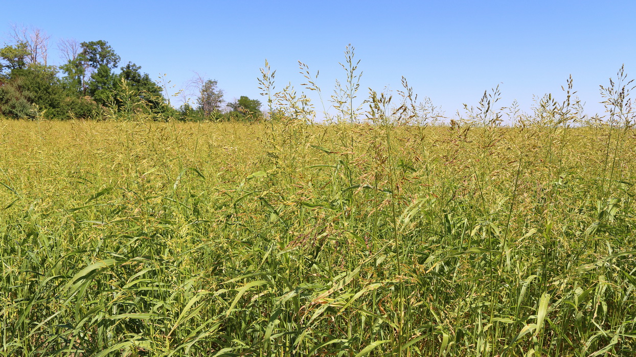 Изображение особи Sorghum &times; drummondii.