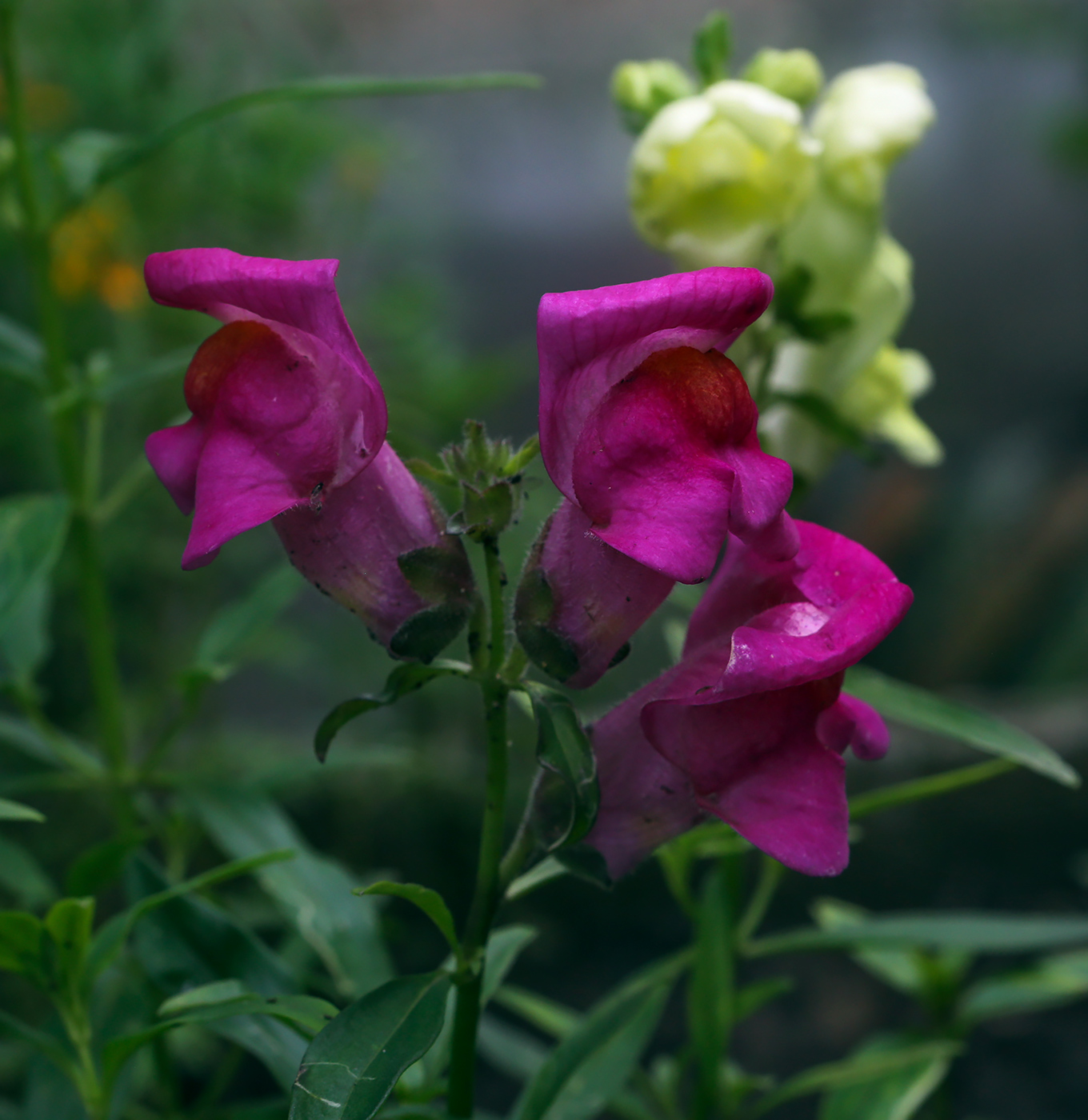 Изображение особи Antirrhinum majus.