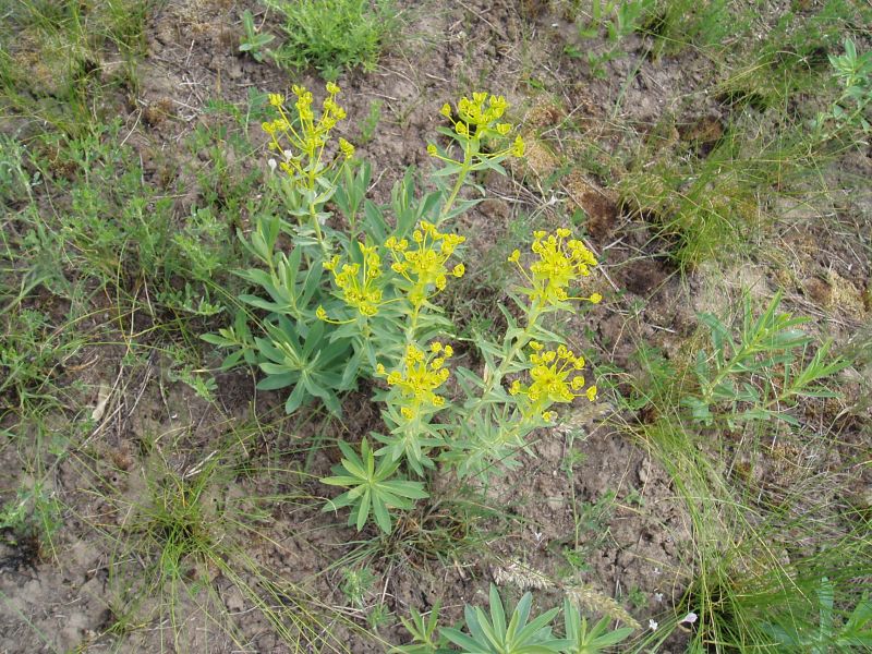 Изображение особи Euphorbia stepposa.