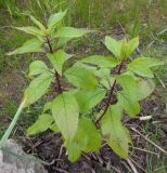 Eupatorium purpureum