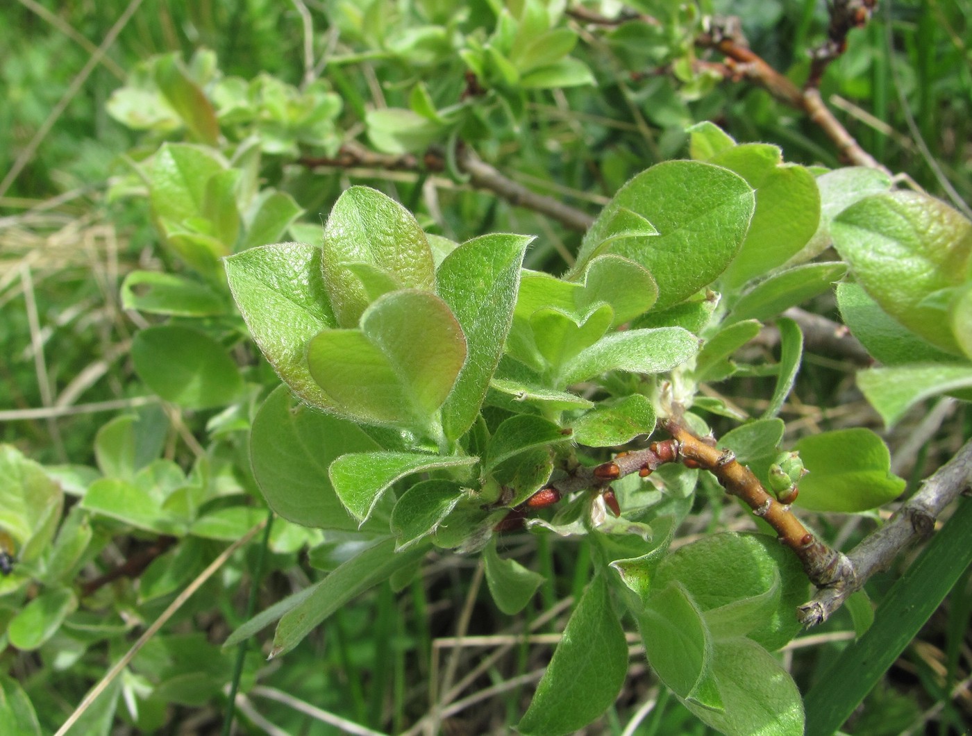 Image of Salix pseudodepressa specimen.