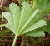 Alchemilla lindbergiana. Листовая пластинка (нижняя поверхность с густым прижатым опушением и тлями). Ярославская обл., Пошехонский р-н, окр. с. Гаютино, луг на залежи. 25.08.2019.