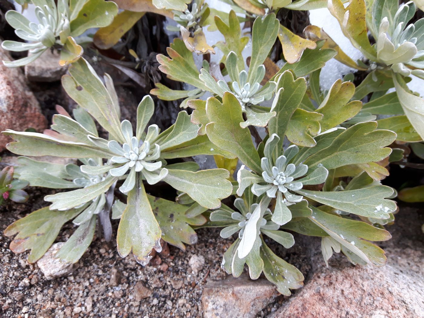 Image of Artemisia lagocephala specimen.