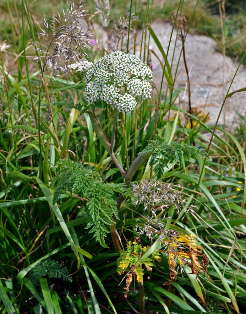 Image of Conioselinum tataricum specimen.