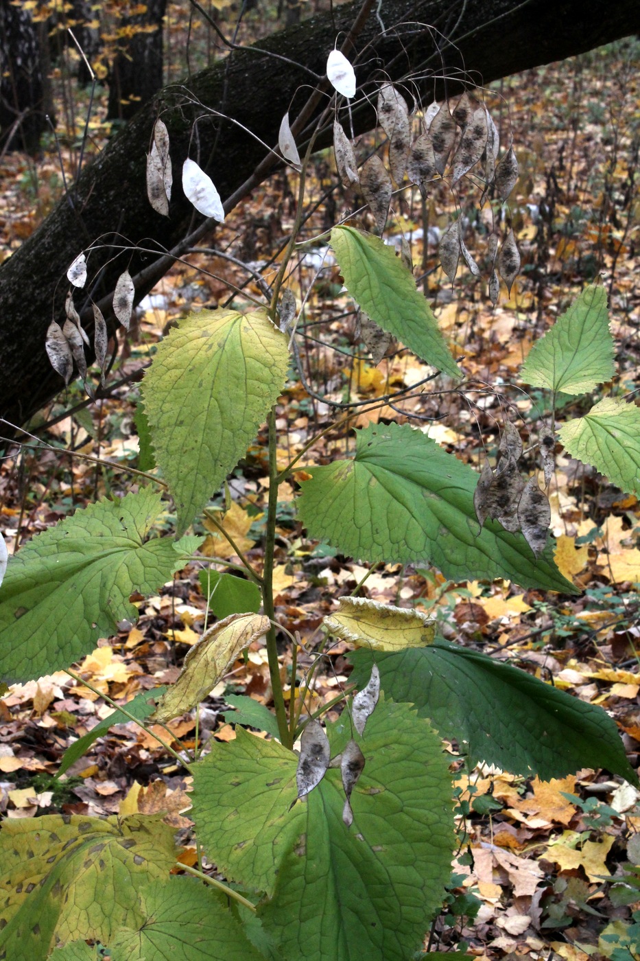 Image of Lunaria rediviva specimen.