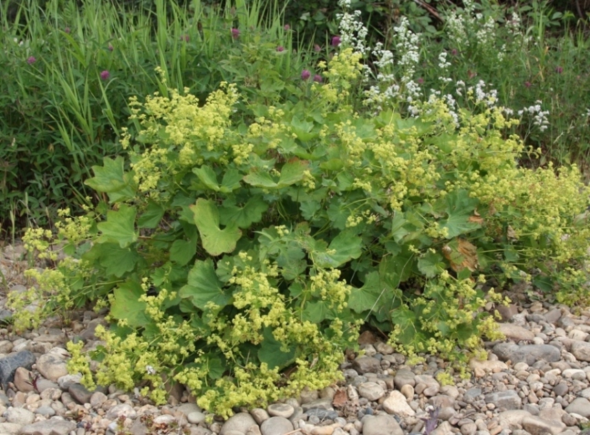 Image of Alchemilla amphipsila specimen.