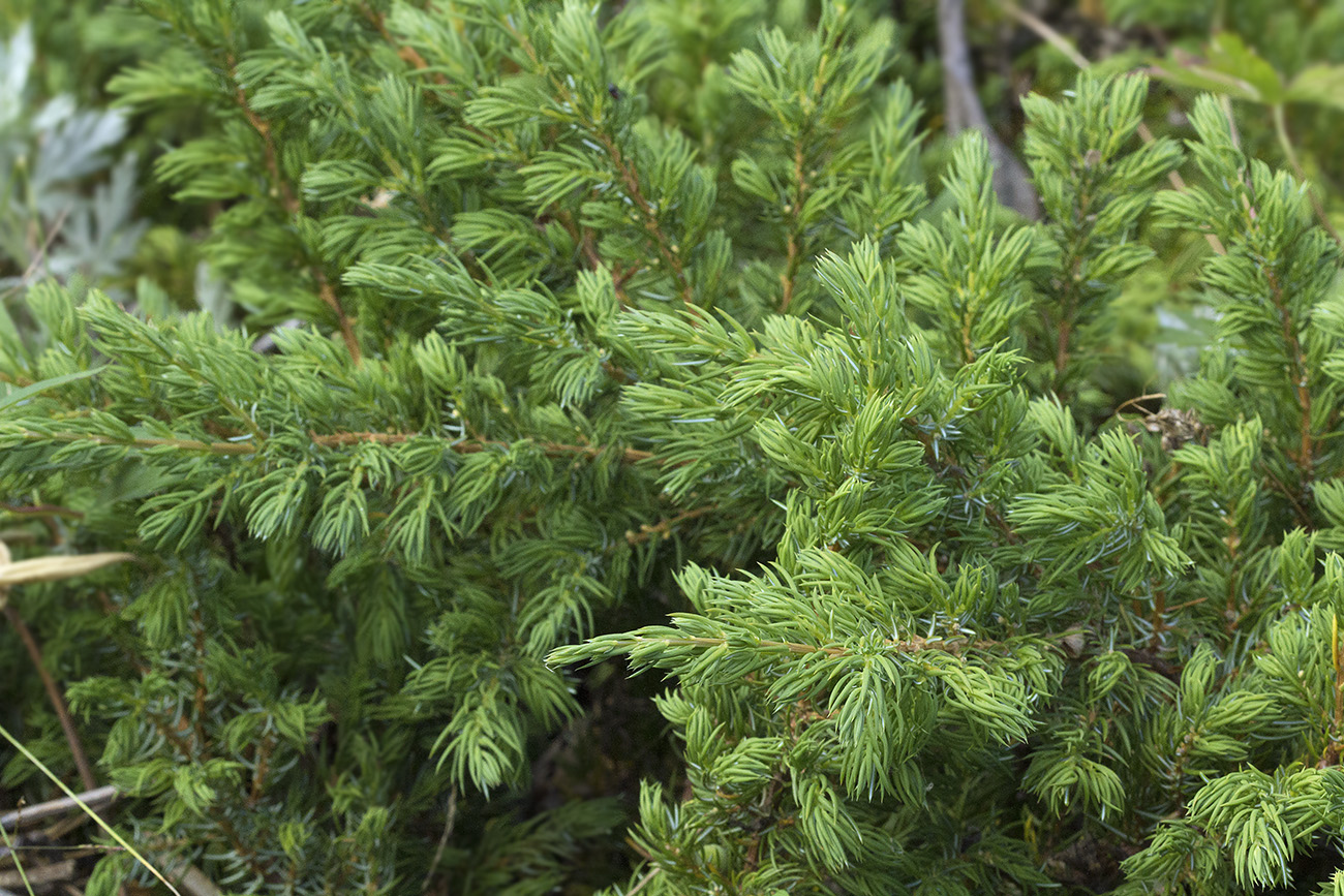 Изображение особи Juniperus sibirica.