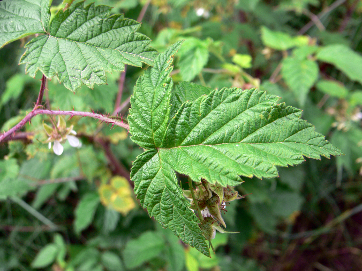 Изображение особи Rubus matsumuranus.