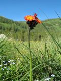 Pilosella aurantiaca. Верхушка цветущего растения. Казахстан, Центральный Алтай, окр. оз. Рахмановское, 1760 м н.у.м., луг на островке между термальными ручьями. 26 июня 2019 г.