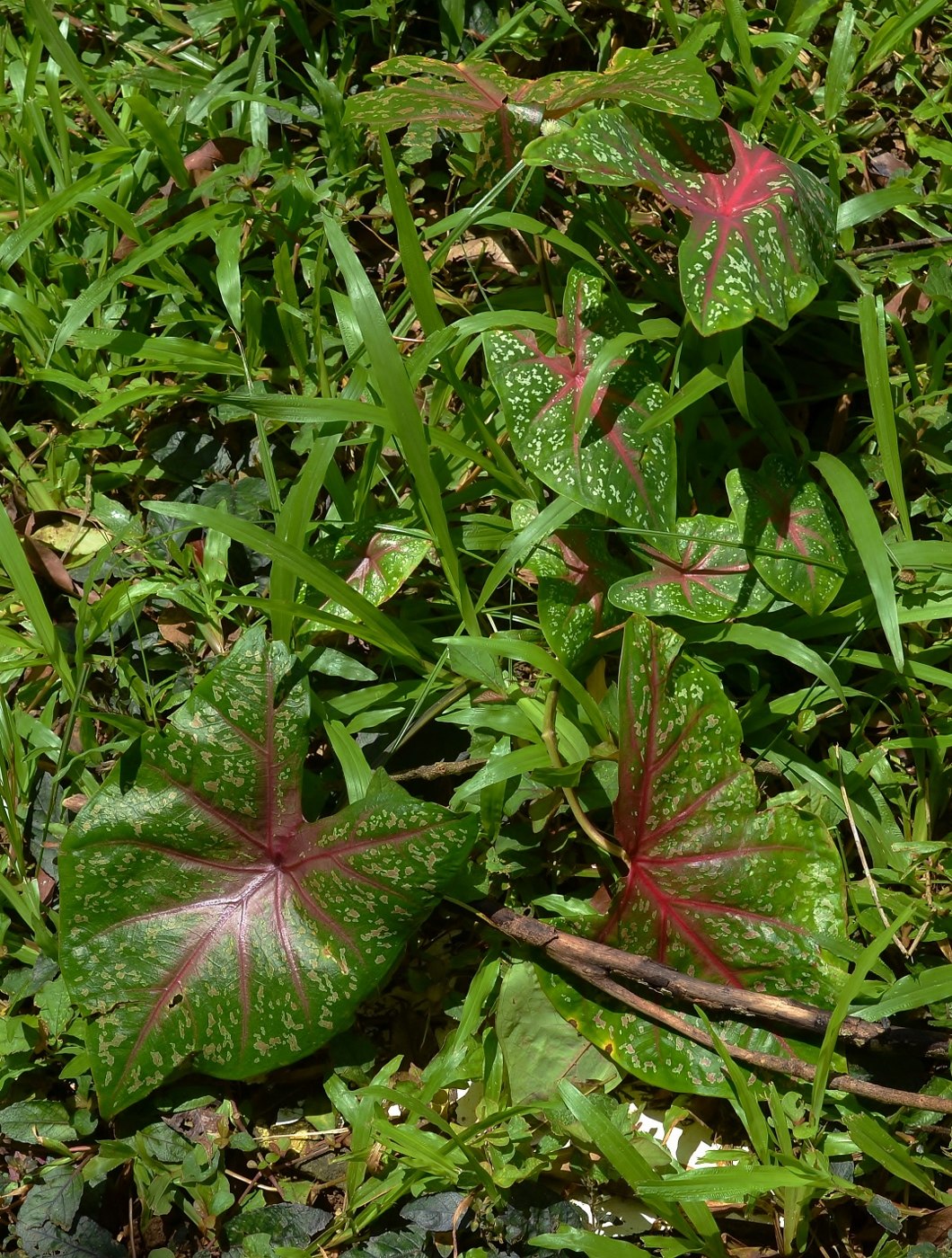 Image of Caladium bicolor specimen.