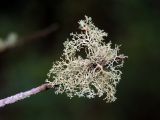 Ramalina roesleri