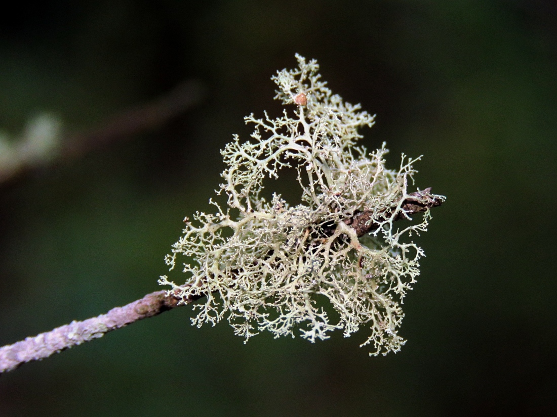 Изображение особи Ramalina roesleri.