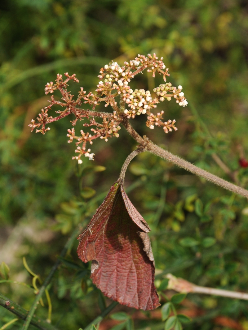 Изображение особи Viburnum dilatatum.