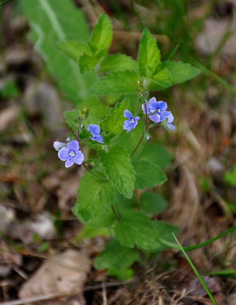 Image of Veronica chamaedrys specimen.