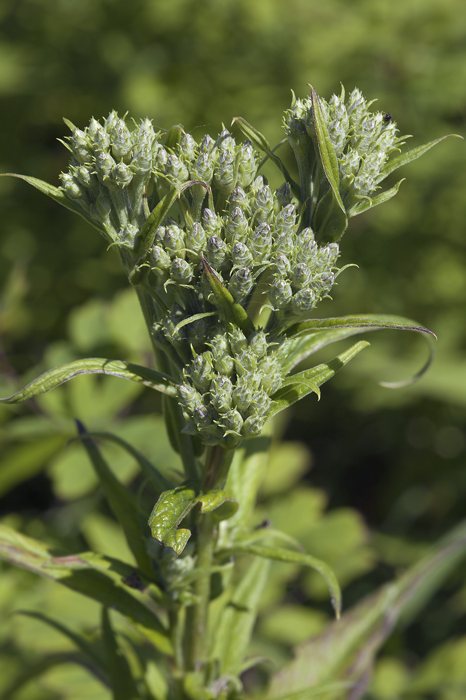 Изображение особи Saussurea sachalinensis.