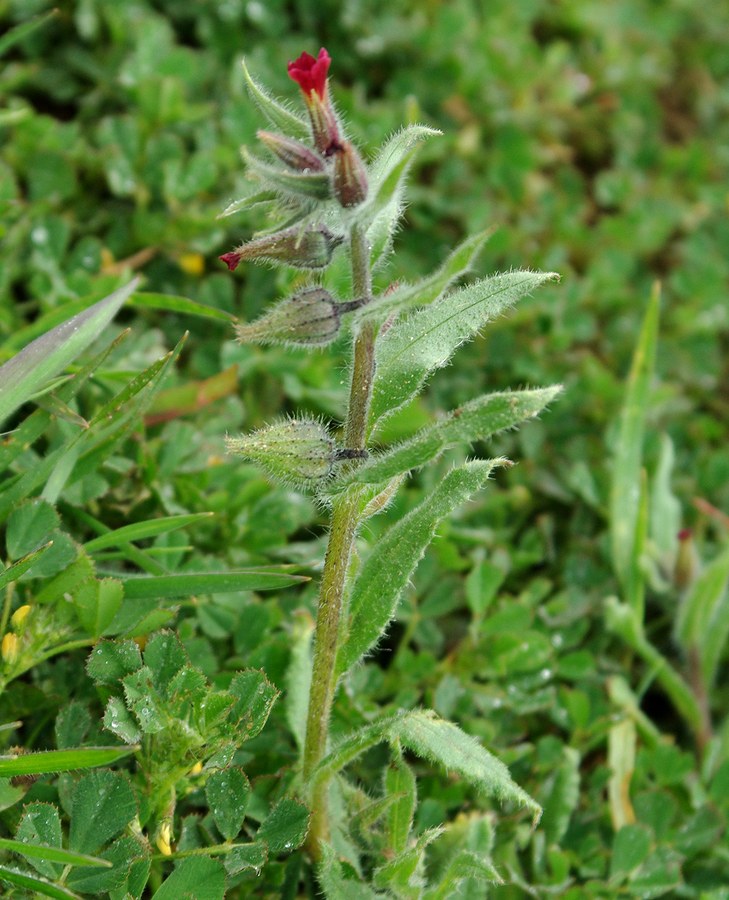 Image of Nonea caspica specimen.