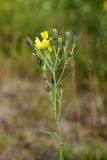 Hieracium umbellatum. Верхушка цветущего растения. Карельский перешеек, окр. Сертолово, на просеке газопровода. 20.07.2019.