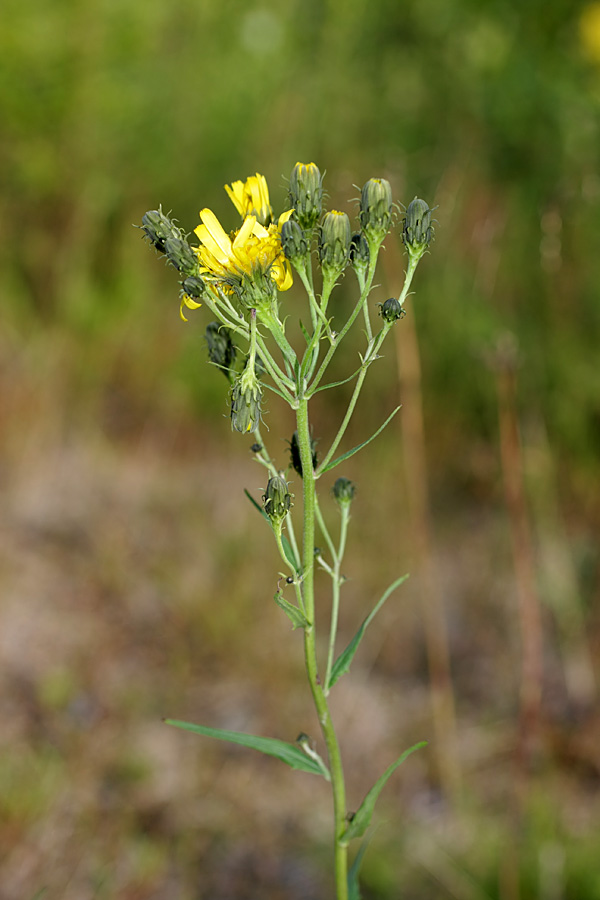 Изображение особи Hieracium umbellatum.