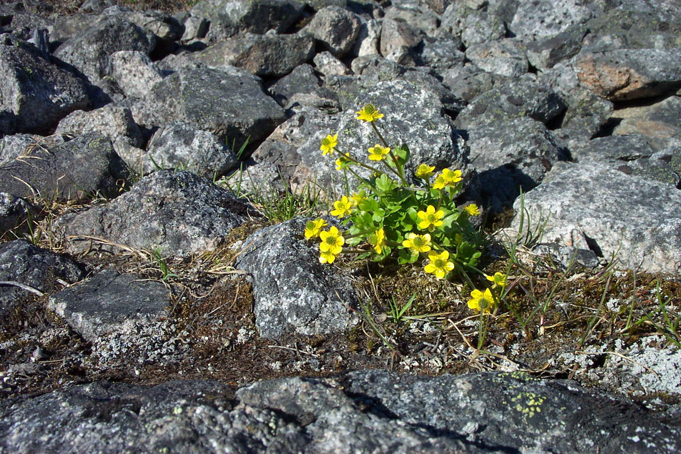 Image of Ranunculus pygmaeus specimen.