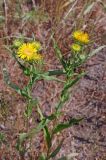 Inula britannica