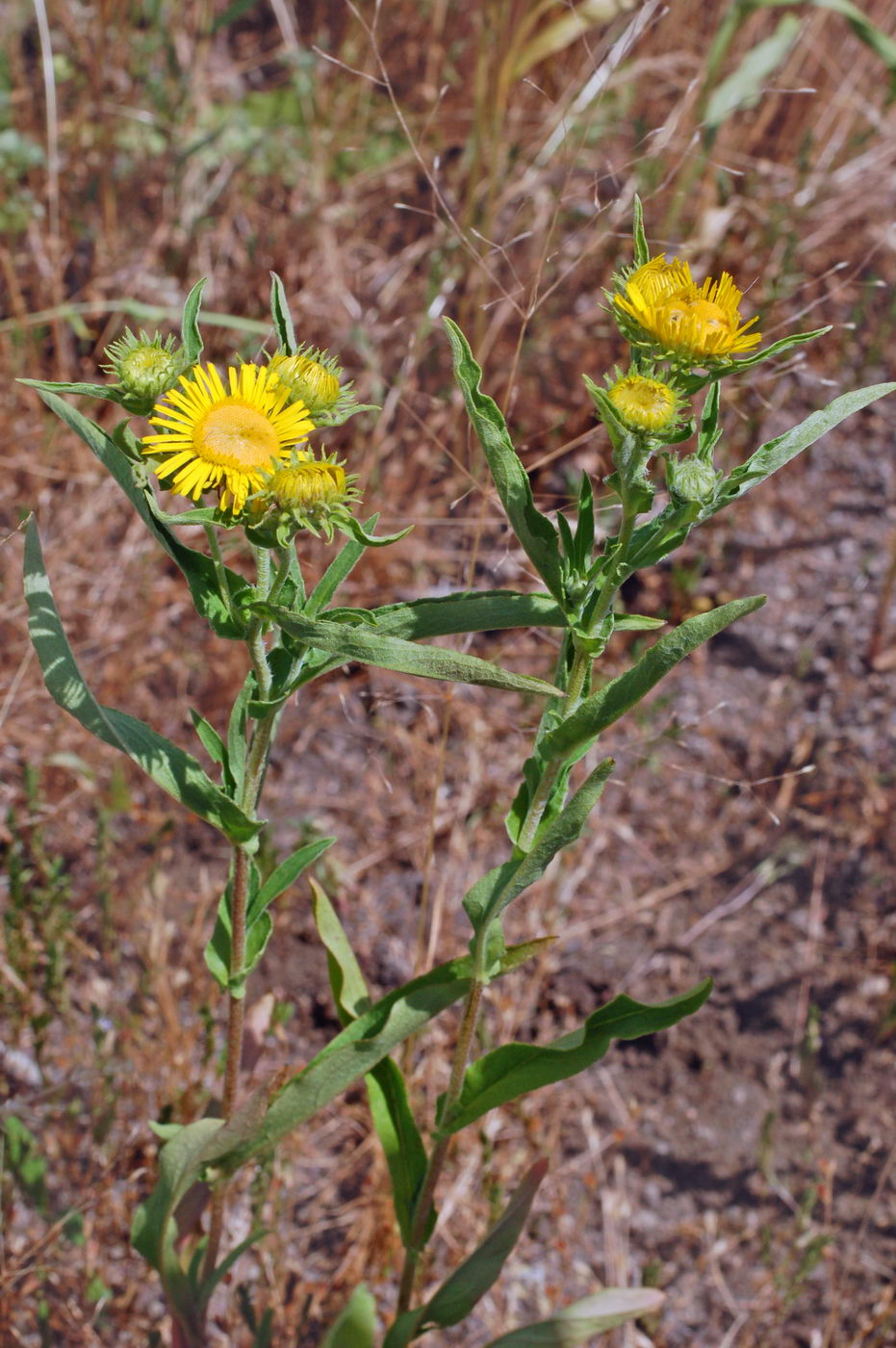 Изображение особи Inula britannica.