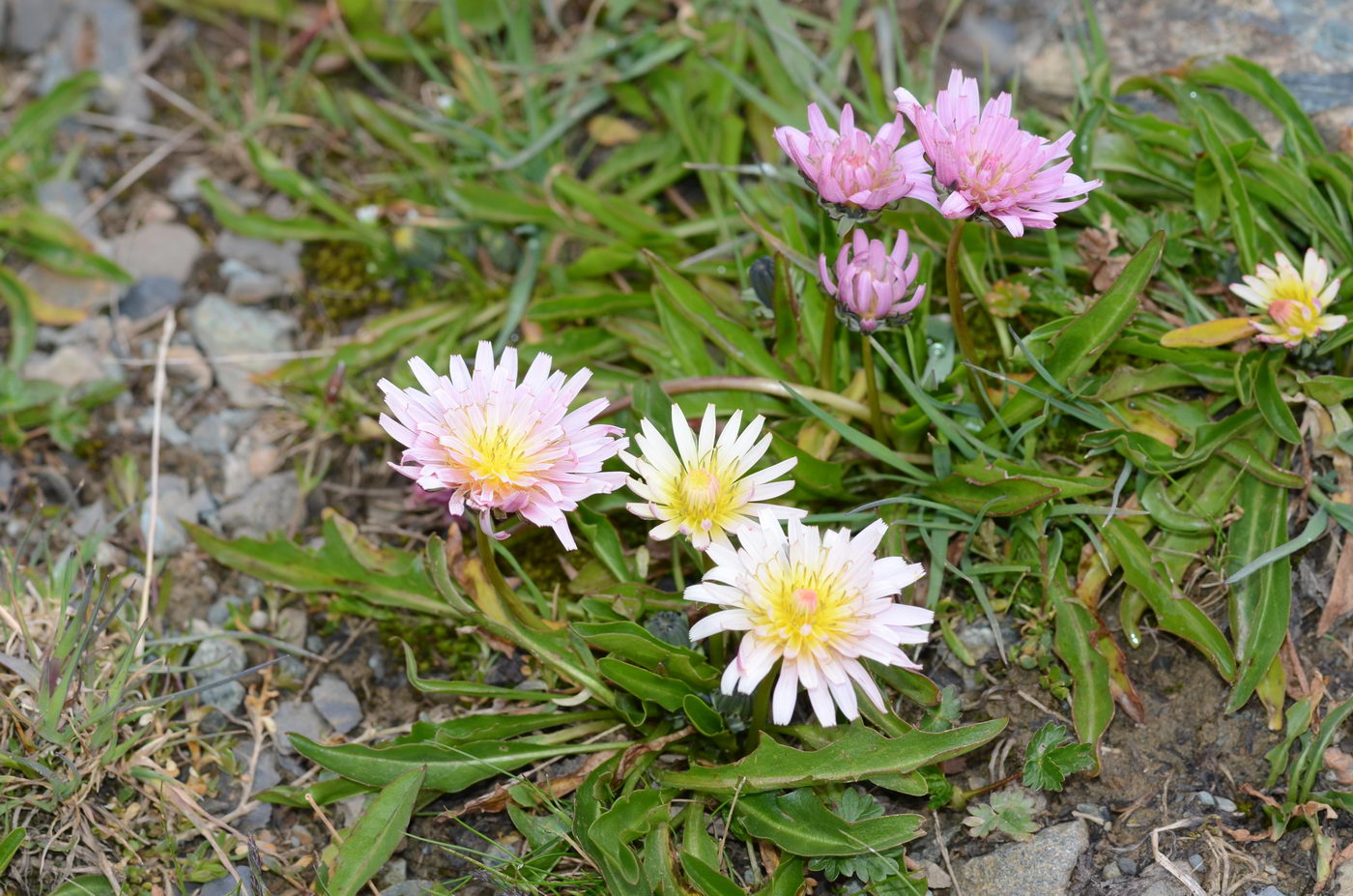 Изображение особи Taraxacum pseudoroseum.