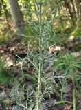 Artemisia campestris