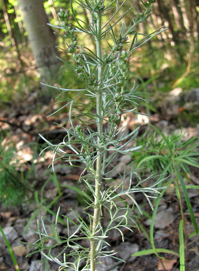 Изображение особи Artemisia campestris.