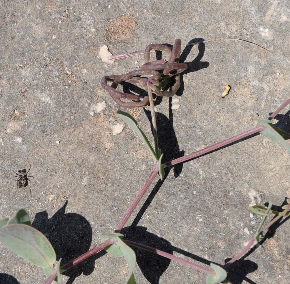 Image of Coronilla scorpioides specimen.