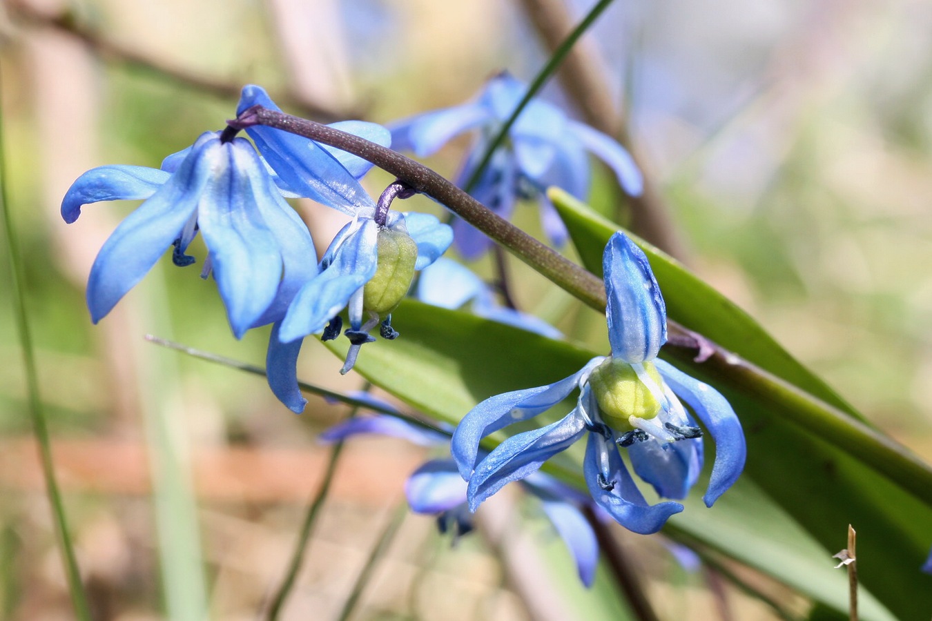 Изображение особи Scilla siberica.