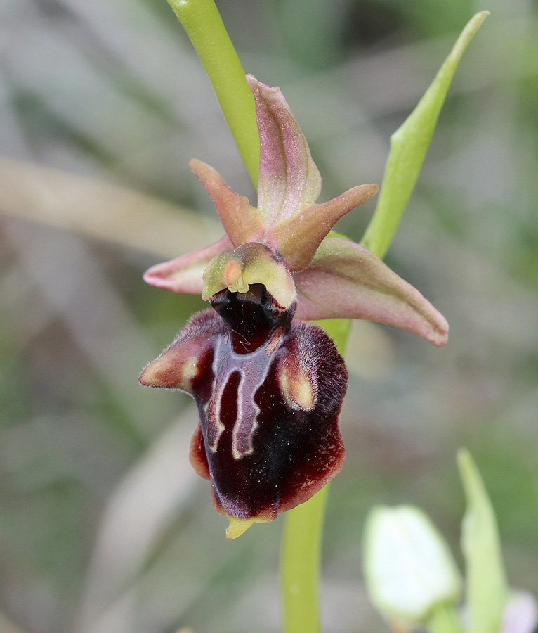 Изображение особи Ophrys mammosa.