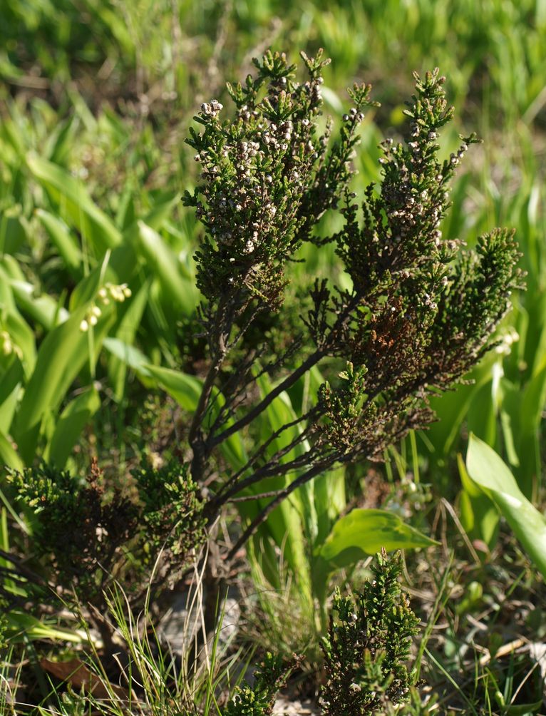 Image of Calluna vulgaris specimen.