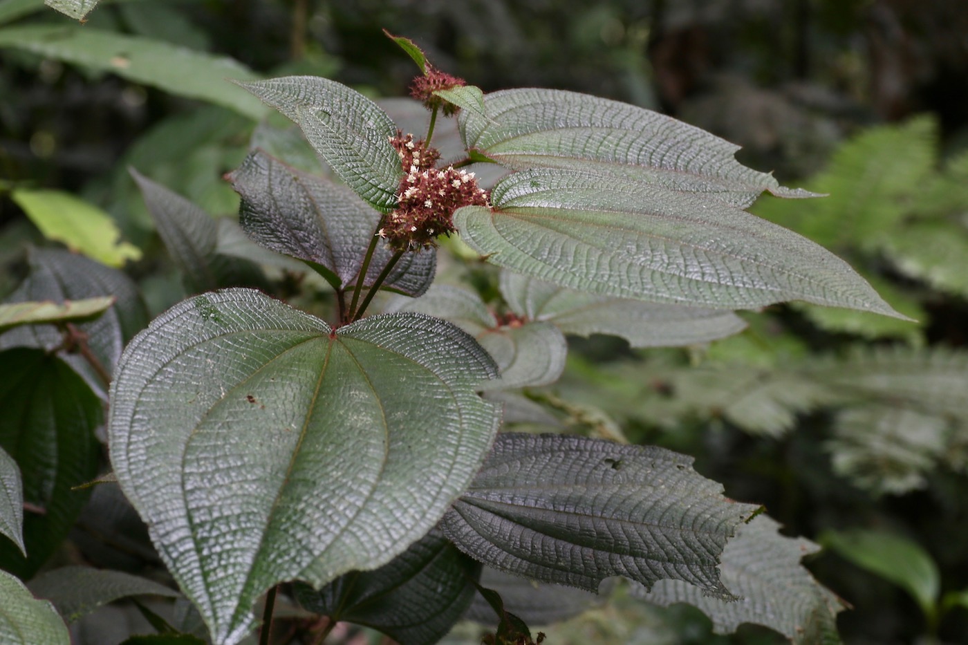 Image of Miconia allardii specimen.