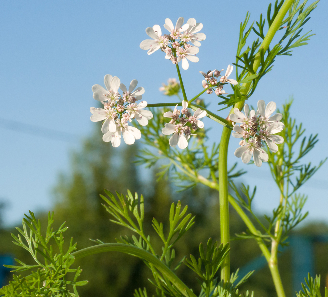 Image of Coriandrum sativum specimen.