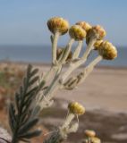 Tanacetum millefolium. Верхушка веточки с нераскрывшимися соцветиями. Краснодарский край, м/о Анапа, окр. станицы Благовещенская, Витязевский лиман, песчано-глиняный холм. 24.05.2015.