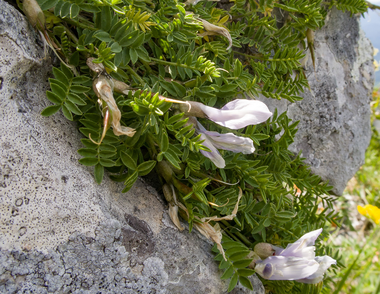 Изображение особи Astragalus levieri.